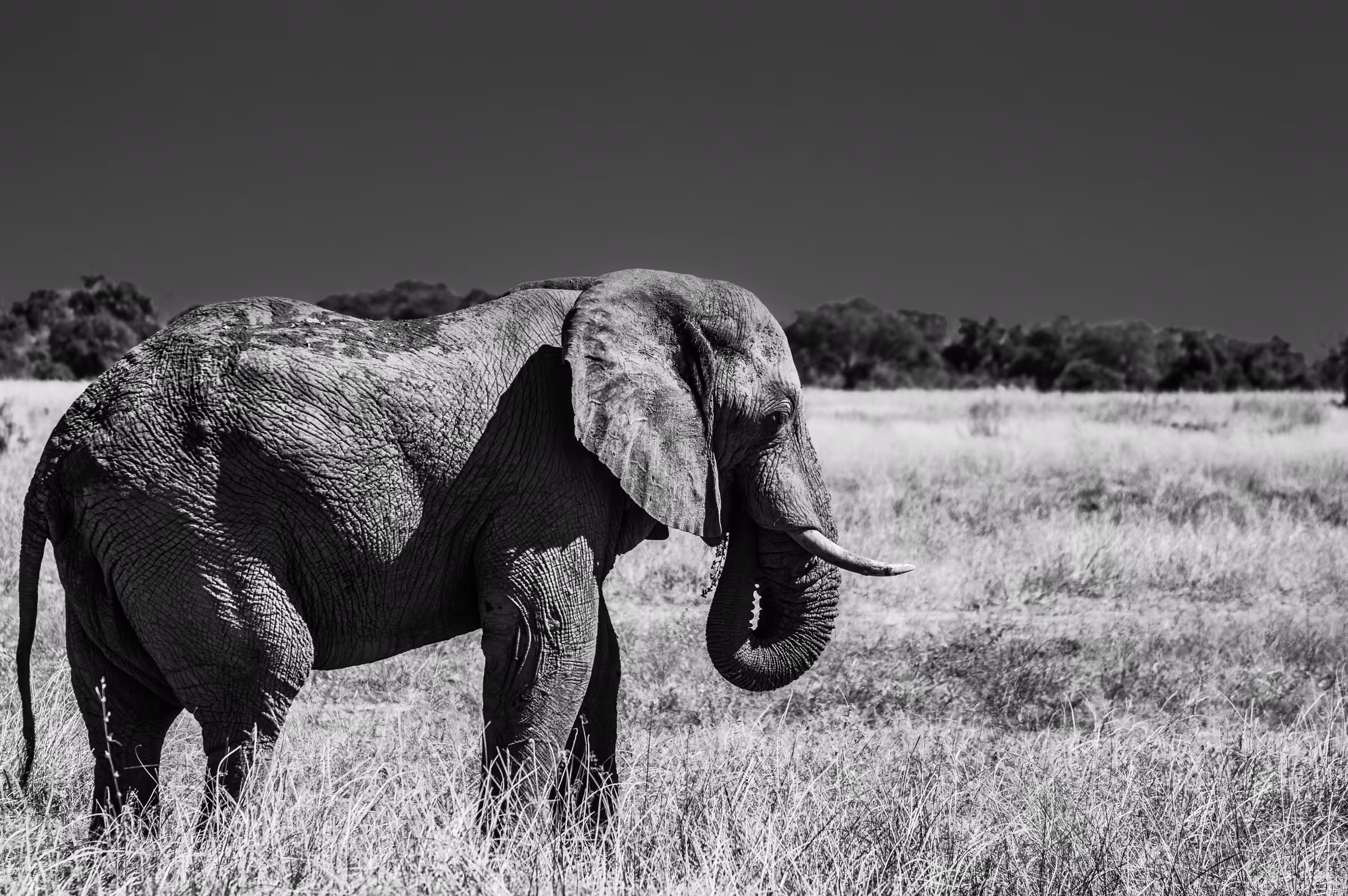 Black and white wildlife photograph of an African Elephant in Botswana. The elephant, with textured skin and tusks visible, walks across a grassy plain.